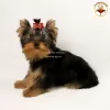 Photo №4. Je vais vendre yorkshire terrier en ville de Kiev. annonce privée, de la fourrière, éleveur - prix - 2000€