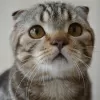 Photo №1. scottish fold - à vendre en ville de Москва | 365€ | Annonce № 24364