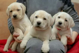 Photos supplémentaires: CHIOTS DE HAUTE RACE DE LABRADOR-RETRIVER DE CHAMPIONS