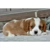 Photo №3. Cavalier King Charles Spaniel disponible. USA