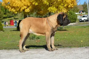 Photo №1. mastiff - à vendre en ville de Zaporijia | Négocié | Annonce №4206