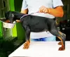 Photos supplémentaires: Doberman MEILLEURS chiots