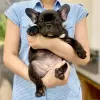 Photo №1. bouledogue - à vendre en ville de Bremen | 404€ | Annonce №128238