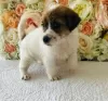 Photo №3. Beaux chiots Jack Russell. Emirats Arabes Unis