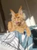 Photo №4. Je vais vendre maine coon en ville de Gorzów Wielkopolski. éleveur - prix - 800€