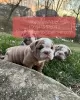 Photo №1. bulldog anglais - à vendre en ville de Ronneby | 400€ | Annonce №47596