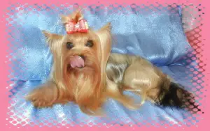 Photo №1. yorkshire terrier - à vendre en ville de Moscou | 363€ | Annonce №4469