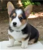 Photo №1. welsh corgi - à vendre en ville de Градец-Кралове | négocié | Annonce №96477