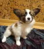 Photos supplémentaires: Chiots Papillon garçons et filles