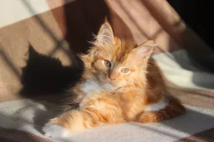 Photo №1. maine coon - à vendre en ville de Ulyanovsk | 286€ | Annonce № 5305