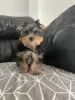 Photo №3. Superbes chiots Yorkshire Terrier. Irlande