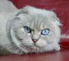 Photo №1. scottish fold - à vendre en ville de Dnipro | 507€ | Annonce № 6097