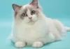 Photo №1. ragdoll - à vendre en ville de Puurs-Sint-Amands | Gratuit | Annonce № 128218