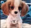 Photo №2 de l'annonce № 51360 de la vente cavalier king charles spaniel - acheter à Iles Vierges Britanniques annonce privée