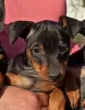 Photo №4. Je vais vendre pinscher miniature en ville de Kiev. annonce privée, de la fourrière - prix - 448€