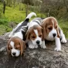 Photo №1. beagle - à vendre en ville de Флорида Сити | Gratuit | Annonce №113456