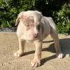 Photo №1. american bully - à vendre en ville de Гамбург | 600€ | Annonce №105795