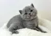 Photo №2 de l'annonce № 88659 de la vente british shorthair - acheter à USA annonce privée