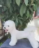 Photo №1. bichon à poil frisé - à vendre en ville de Bar | 950€ | Annonce №48021