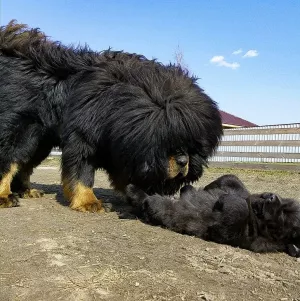 Photos supplémentaires: Chiots de dogue tibétain