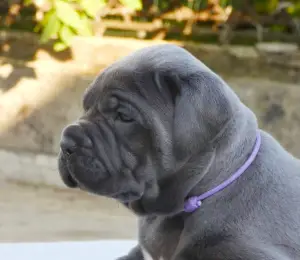 Photo №4. Je vais vendre cane corso en ville de Yuzhnoukrainsk. annonce privée, de la fourrière, éleveur - prix - 1500€