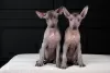 Photo №2 de l'annonce № 121650 de la vente xoloitzcuintle - acheter à La croatie 