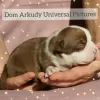 Photo №1. american bully - à vendre en ville de Saratov | 913€ | Annonce №15215