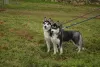 Photo №1. husky de sibérie - à vendre en ville de Kherson | 200€ | Annonce №9125