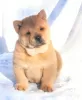 Photos supplémentaires: chiot chow-chow