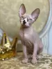 Photo №1. sphynx - à vendre en ville de New york | négocié | Annonce № 10749