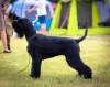 Photos supplémentaires: Chiots schnauzer noir géant