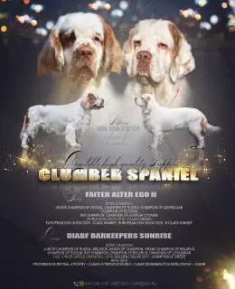 Photo №1. clumber spaniel - à vendre en ville de Rostov-sur-le-Don | Négocié | Annonce №4648