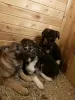 Photos supplémentaires: Les petits chiots se retrouvent sans foyer et recherchent des parents ! SOS!