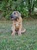 Photo №2 de l'annonce № 106782 de la vente cane corso - acheter à Pologne éleveur