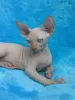 Photo №1. sphynx - à vendre en ville de Vienna | 300€ | Annonce № 88477