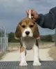 Photo №1. beagle - à vendre en ville de Lisbon | négocié | Annonce №126886