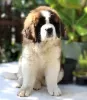 Photo №4. Je vais vendre saint-bernard en ville de Belgorod. annonce privée - prix - négocié