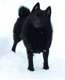 Photos supplémentaires: Schipperke Boys