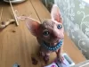 Photo №4. Je vais vendre sphynx en ville de Аугсбург.  - prix - Gratuit