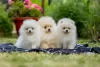 Photos supplémentaires: Chiots Poméranie de haute qualité