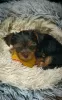 Photo №4. Je vais vendre yorkshire terrier en ville de Częstochowa. annonce privée - prix - négocié