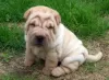 Photo №1. shar pei - à vendre en ville de Stockholm | 350€ | Annonce №11341