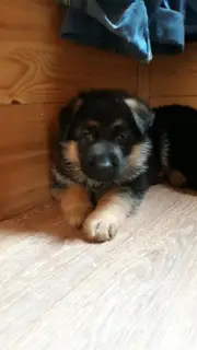 Photo №3. J'offre de très beaux chiots d'un berger allemand de couleur noir -. Fédération de Russie