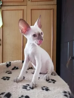 Photo №2 de l'annonce № 6571 de la vente cornish rex - acheter à Fédération de Russie annonce privée, de la fourrière, éleveur