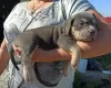 Photo №4. Je vais vendre american bully en ville de Novorossiisk. annonce privée - prix - négocié