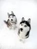 Photos supplémentaires: Chiots husky aux yeux bleus pure race à vendre!