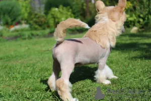 Photos supplémentaires: Chien chinois à crête mâle sans poils.