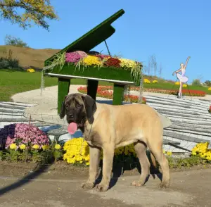 Photos supplémentaires: Chiots de race anglaise mastiff