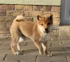 Photo №1. shiba - à vendre en ville de Pilsen | Gratuit | Annonce №120804