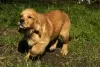 Photos supplémentaires: Filles Golden Retriever